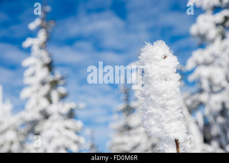 Zweig mit Raureif und Schnee im Winter überdacht Stockfoto