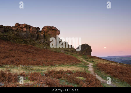 Herbst Sonnenaufgang an der Kuh und Kalb Felsen (hohen Felsvorsprung & Boulder) bei Vollmond in rosa Himmel darüber hinaus - Ilkley Moor, West Yorkshire, England, GB, UK. Stockfoto