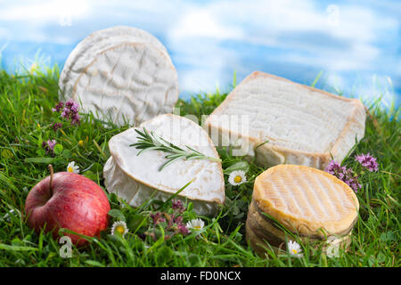 Speciaity Käse aus der Normandie Frankreich Stockfoto