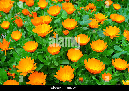 Ringelblumen wächst in einem Blumenbeet Stockfoto