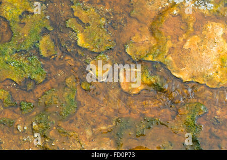 Bunten Algen und Bakterien wachsen in heißen geothermische Abfluss von einem hot Pool im Yellowstone National Park. Stockfoto