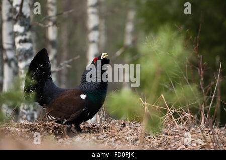 Auerhühner (at Urogallus), männlicher Vogel des Waldes. Stockfoto