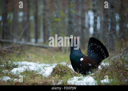 Auerhühner (at Urogallus), männlicher Vogel des Waldes. Stockfoto