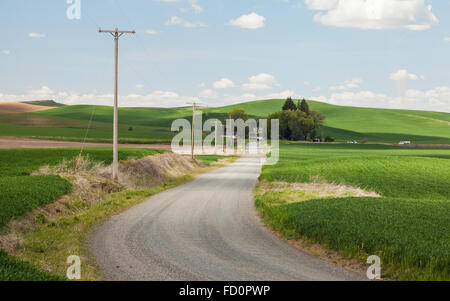 Kies, Land Straße Mäandern durch Weizenfelder und Ackerland in der Palouse Region Washington in der Nähe von Colfax im Frühjahr. Stockfoto