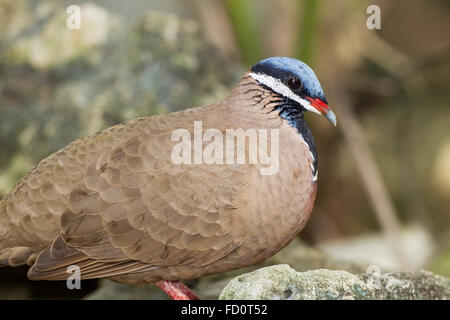 unter der Leitung von blau Wachtel-Taube (Starnoenas Cyanocephala) Erwachsenen zu Fuß auf den Boden, zwischen Felsen, Kuba Stockfoto