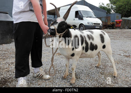 Jacob Sheep auf irischen landwirtschaftlichen Flächen Stockfoto