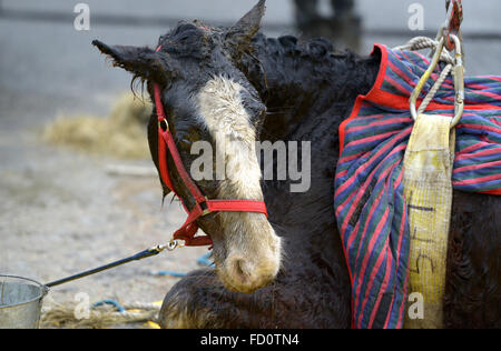 UK, gefangen Pferd vor dem schlammigen Feld gerettet von Tierärzten und Feuerwehr, Hailsham, East Sussex Stockfoto