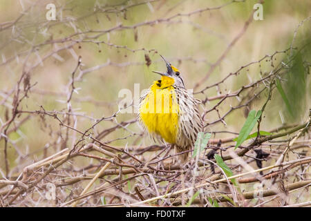 östlichen Meadowlark (Sturnella Magna) Männchen thront und Gesang, Kuba Stockfoto