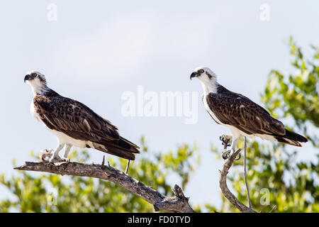 Fischadler (Pandion Haliaetus) paar stehen auf Ast des Baumes, Turks And Caicos islands Stockfoto