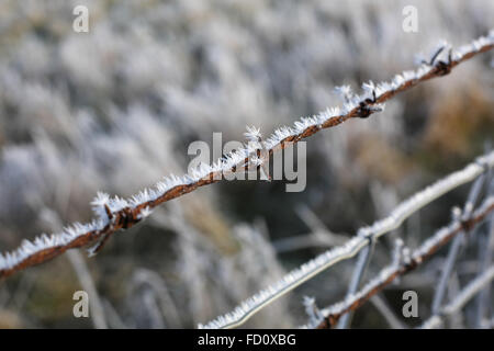 Nahaufnahme von einem Stacheldrahtzaun an einem frostigen Morgen, Warwickshire, England, Großbritannien Stockfoto
