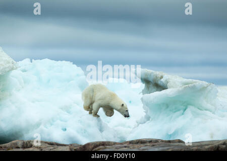 Kanada, Eis Nunavut Territory, Repulse Bay, Eisbär (Ursus Maritimus) laufen inmitten schmelzen Meer in der Nähe von Hafen-Inseln Stockfoto
