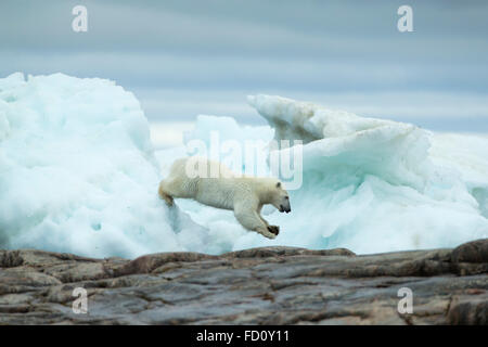 Kanada, in der Nähe von Nunavut Territory, Repulse Bay, Eisbär (Ursus Maritimus) zwischen Meer Eisberge schmelzen leaping Hafen Inseln Stockfoto