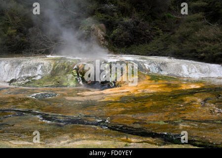 Eine Thermalquelle liefert Kieselsäure reichen Wasser, die den Mannschaftskapitän Terrassen im Tal Waimangu in Neuseeland aufbauen. Stockfoto