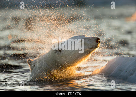 Kanada, schüttelt Nunavut Territory, Repulse Bay, Eisbär (Ursus Maritimus) Wasser vom Boot während des Schwimmens im Meereis in der Nähe von H Stockfoto