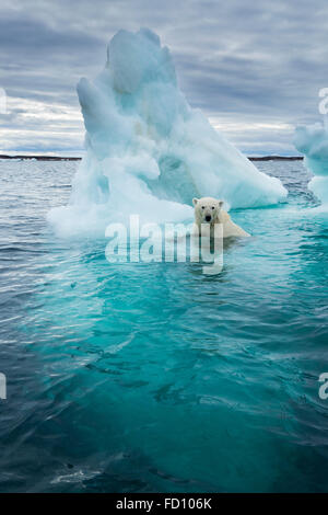 Kanada, Nunavut Territory, Repulse Bay, Eisbär (Ursus Maritimus) schwimmen neben schmelzenden Eisberg in der Nähe von Polarkreis auf Hudso Stockfoto