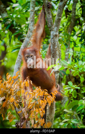 Junger Orang-Utan im Rasa Ria Nature Reserve, Kota Kinabalu, Sabah, Malaysia. Stockfoto