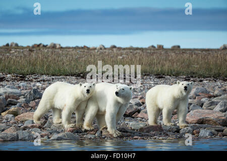 Kanada, Territorium Nunavut, Repulse Bay, Eisbär (Ursus Maritimus) zu Fuß mit zweiten Jahr jungen entlang der felsigen Küste von Hud
