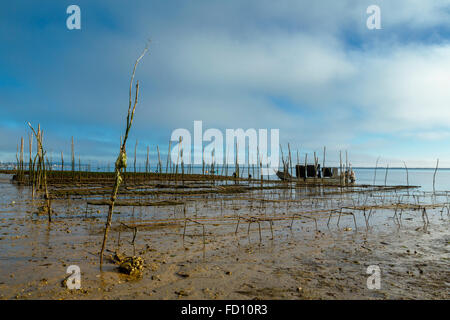 Austernzucht, Les Jacquets, Lege Cap Ferret, Bucht von Arcachon, Gironde, Frankreich Stockfoto