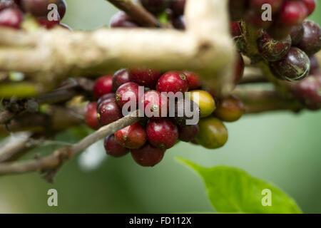 Kaffeepflanze. Rote Bohnen auf einem Zweig der Kaffeebaum. Ast eines Baumes Kaffee mit reifen Früchten Stockfoto