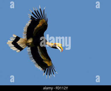 Großes Hornbill (Buceros Bicornis) fliegen in der Natur im Nelliyampathy Waldgebiet, Kerala, Indien Stockfoto