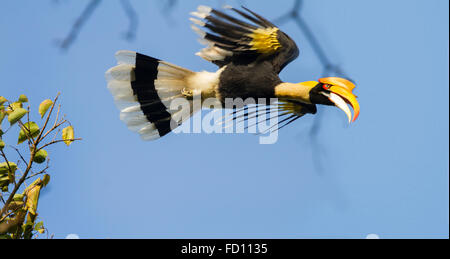 Großes Hornbill (Buceros Bicornis) fliegen in der Natur im Nelliyampathy Waldgebiet, Kerala, Indien Stockfoto