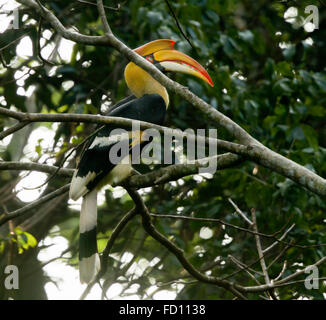 Großes Hornbill (Buceros Bicornis) fliegen in der Natur im Nelliyampathy Waldgebiet, Kerala, Indien Stockfoto