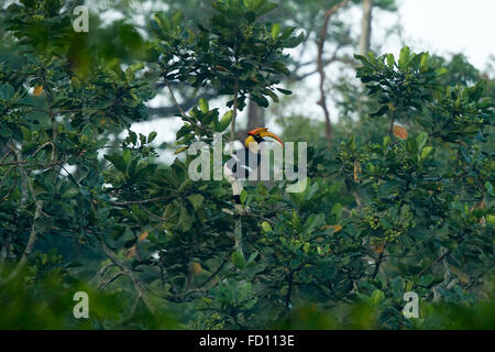 Großes Hornbill (Buceros Bicornis) fliegen in der Natur im Nelliyampathy Waldgebiet, Kerala, Indien Stockfoto