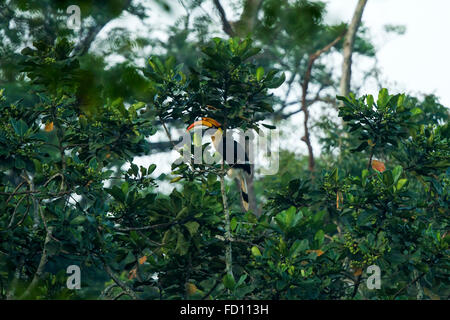 Großes Hornbill (Buceros Bicornis) fliegen in der Natur im Nelliyampathy Waldgebiet, Kerala, Indien Stockfoto