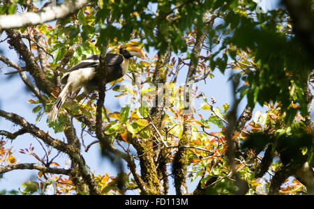 Großes Hornbill (Buceros Bicornis) fliegen in der Natur im Nelliyampathy Waldgebiet, Kerala, Indien Stockfoto