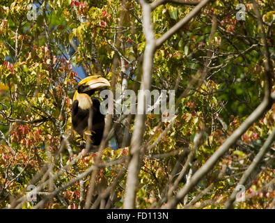 Großes Hornbill (Buceros Bicornis) fliegen in der Natur im Nelliyampathy Waldgebiet, Kerala, Indien Stockfoto