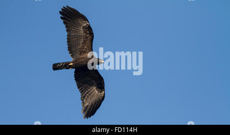 Black Kite Vogel im Flug Stockfoto