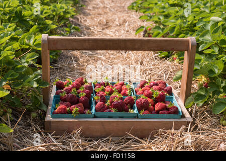 Frisch gepflückten Erdbeeren Pints von einem Pick your own Bauernhof in Aroostook County, Maine. Stockfoto