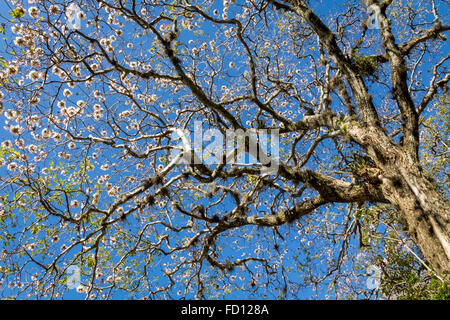 Tabebuia Rosea blühenden Baum in San Jose, Costa Rica Stockfoto