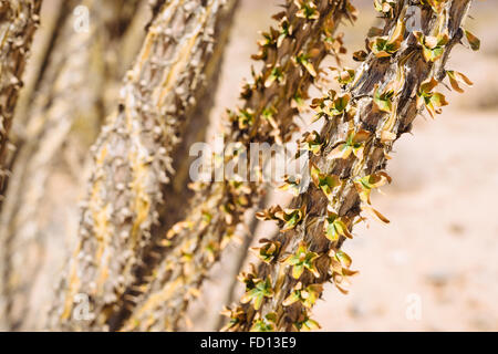 Ocotillo (Fouquieria Splendens) in Joshua Tree Nationalpark, Kalifornien Stockfoto