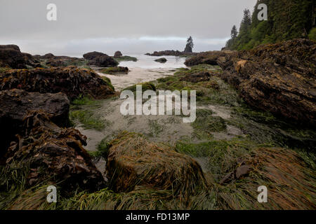 BRITISH COLUMBIA - Seegras und Felsen entlang der Hafen von San Juan Inlet, Teil von Vancouver Island an der West Coast Trail. Stockfoto