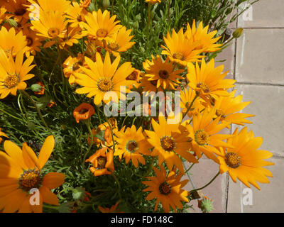 Dimophotheca Sinuata, Orange Namaqualand Daisy, beliebtes Garten Zier Kraut mit gezahnten Blättern und orangefarbenen Blütenköpfe Stockfoto