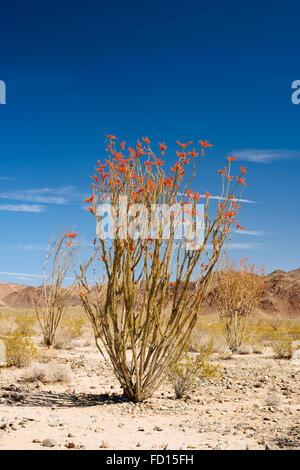 Ocotillo (Fouquieria Splendens) in Joshua Tree Nationalpark, Kalifornien Stockfoto