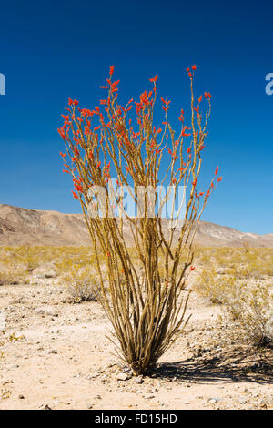 Ocotillo (Fouquieria Splendens) in Joshua Tree Nationalpark, Kalifornien Stockfoto