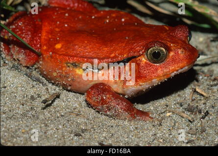 Tomatenfrosch im Sandbereich. Nahaufnahme mit sehr scharfen Fokus des rechten Auges. Blick vom rechten vorderen Seite der Frosch. Stockfoto