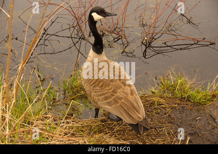 Kanadagans Branta Canadensis stehen am Rand des Wassers mit über die Schulter schauen.  Majestätische Erscheinung. Stockfoto