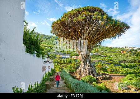 Drachenbaum, Dracaena Draco, Icod de Los Vinos, La Orotava, Teneriffa, Kanarische Inseln, Spanien Stockfoto