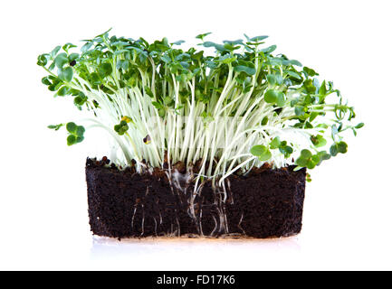 Frische Gartenkresse isoliert auf weißem Hintergrund Stockfoto