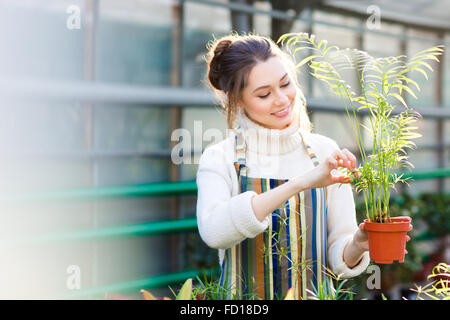 Fröhliche hübsche junge weibliche Gärtner im weißen Pullover und gestreiften Schürze kümmert sich um kleine Palme im Topf im Gewächshaus Stockfoto