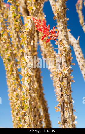Ocotillo (Fouquieria Splendens) Blume in Joshua Tree Nationalpark, Kalifornien Stockfoto