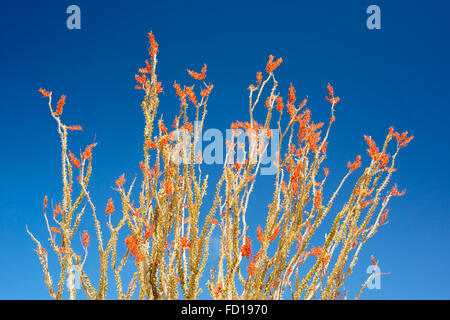 Ocotillo (Fouquieria Splendens) in Joshua Tree Nationalpark, Kalifornien Stockfoto