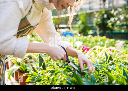 Nette junge Frau Gärtner Zerlegebetriebe mit Garten Schere im Gewächshaus Stockfoto