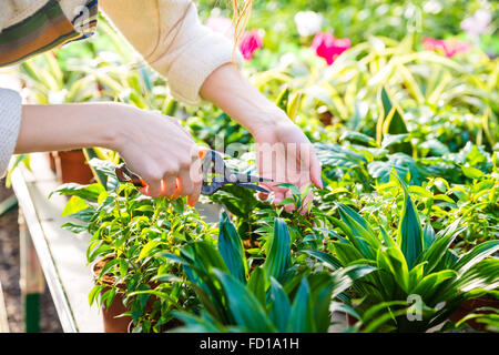 Nahaufnahme der Hand von Frau Gärtner trimmen Pflanzen mit Gartenscheren im Garten-center Stockfoto