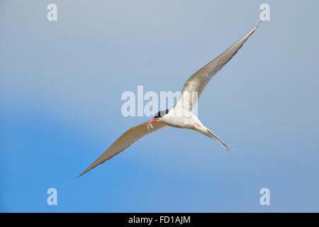 Arktis Küstenseeschwalbe (SArctic Terna Paradisaea) während des Fluges mit Fisch im Schnabel, Vik, südlichen Region, Island Stockfoto