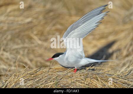 Arktis Küstenseeschwalbe (SArctic Terna Paradisaea) landet auf ihren Nistplatz im Abendlicht, Höfn, Region Süd, Island Stockfoto