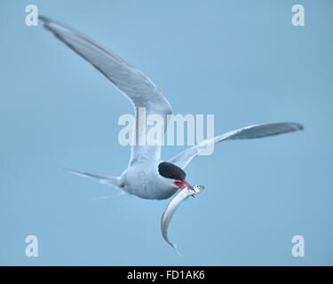 Arktis Küstenseeschwalbe (SArctic Terna Paradisaea) während des Fluges mit Fisch im Schnabel, Vik, südlichen Region, Island Stockfoto